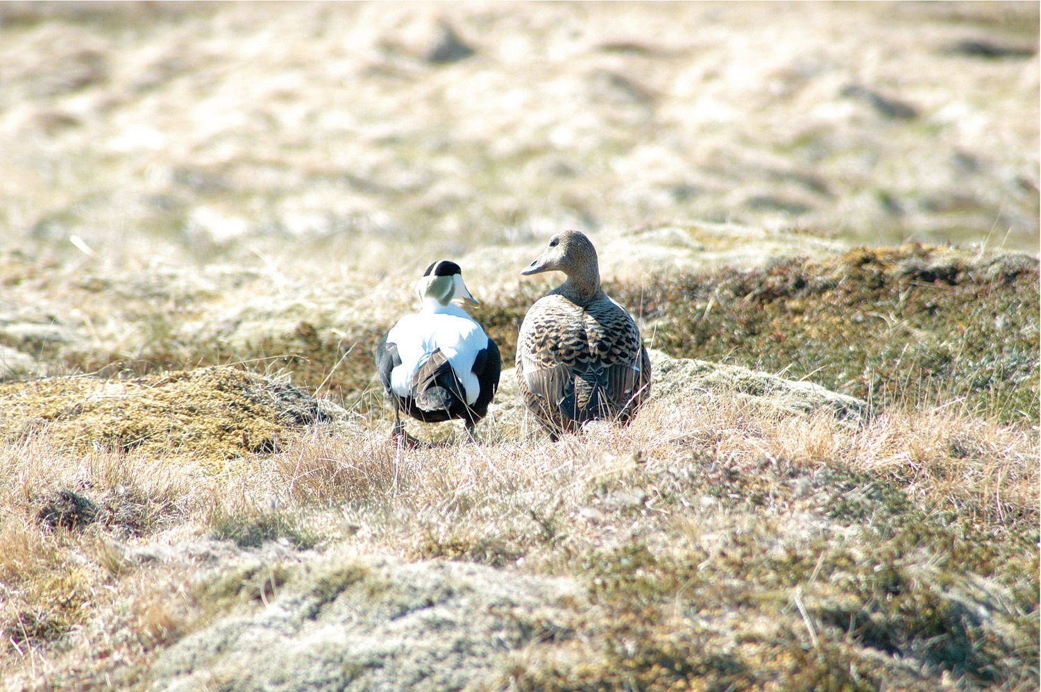西川プレミアム　アイダー羽毛掛けふとんの画像