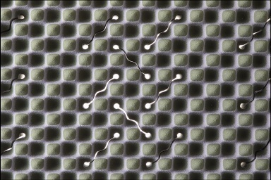 [&FREE KG.H］マットレス/HARDの画像